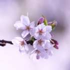 ホーム ＞ ブログ ＞ 仕事観／ホスピタリティ ＞ 好かれながら迎合しない人の余裕の正体